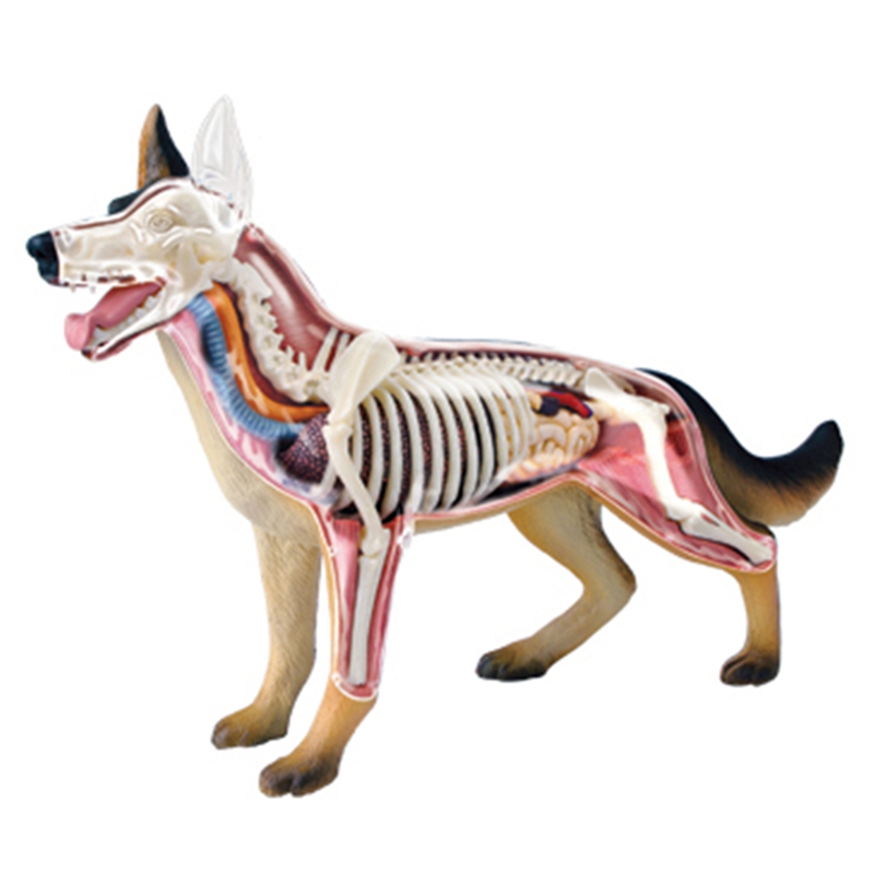 Animal Organ Anatomy Model 4D  - Dog Toys recension och pris